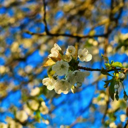 Blüten am Baum