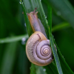 Schnecke